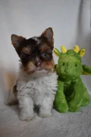 Parti Boy, a male Yorkshire Terrier for sale in Fairfax, MO – 1 of 5