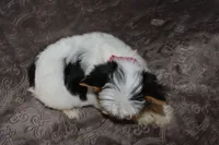 Parti Boy, a male Yorkshire Terrier for sale in Fairfax, MO – 3 of 5