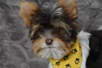 Parti Boy, a male Yorkshire Terrier for sale in Fairfax, MO – 2 of 4