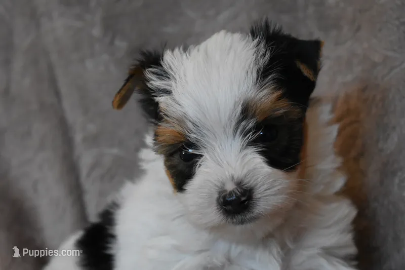 Parti Boy – Yorkshire Terrier puppy for sale in Fairfax, MO