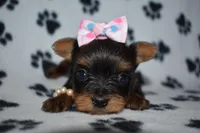 Jackie, a female Yorkshire Terrier for sale in Fairfax, MO – Photo 1 of 4