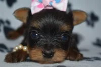 Jackie, a female Yorkshire Terrier for sale in Fairfax, MO – Photo 2 of 4