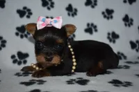 Jackie, a female Yorkshire Terrier for sale in Fairfax, MO – Photo 3 of 4