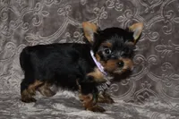 Mooney, a male Yorkshire Terrier for sale in Fairfax, MO – 2 of 4
