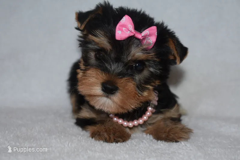 Ko-Ko, a female Yorkshire Terrier for sale in Fairfax, MO – 1 of 3