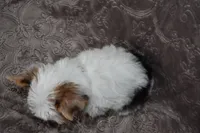 Parti Girl, a female Yorkshire Terrier for sale in Fairfax, MO – 3 of 3