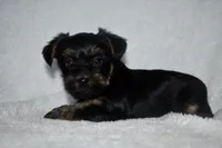 Hank, a male Havanese and Yorkshire Terrier for sale in Fairfax, MO – 3 of 3