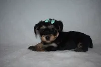 Hannah, a male Havanese and Yorkshire Terrier for sale in Fairfax, MO – 4 of 4