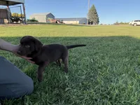 Coco , a female Labrador Retriever for sale in Eden Valley, MN – 2 of 2