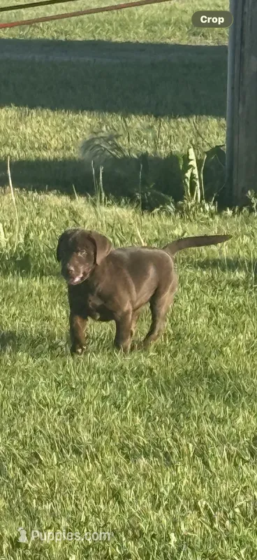 Coco  – Labrador Retriever puppy for sale in Eden Valley, MN