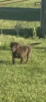 Coco , a female Labrador Retriever for sale in Eden Valley, MN – 1 of 2