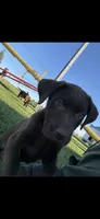 Duke, a male Labrador Retriever for sale in Eden Valley, MN – 2 of 2