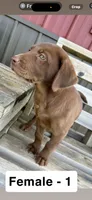 Bella, a female Labrador Retriever for sale in Eden Valley, MN – 1 of 5