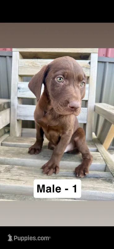 Duke – Labrador Retriever puppy for sale in Eden Valley, MN