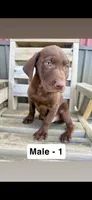 Duke, a male Labrador Retriever for sale in Eden Valley, MN – 1 of 2