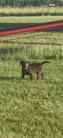Bella, a female Labrador Retriever for sale in Eden Valley, MN – 3 of 5