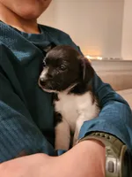 Luna, a female Jack Russell Terrier and Miniature Aussiedoodle for sale in Penn Yan, NY – Photo 6 of 8