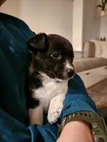 Luna, a female Jack Russell Terrier and Miniature Aussiedoodle for sale in Penn Yan, NY – Photo 4 of 8