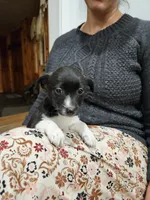 Luna, a female Jack Russell Terrier and Miniature Aussiedoodle for sale in Penn Yan, NY – Photo 5 of 8