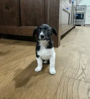 Luna, a female Jack Russell Terrier and Miniature Aussiedoodle for sale in Penn Yan, NY – Photo 7 of 8