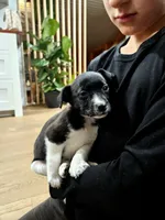 Luna, a female Jack Russell Terrier and Miniature Aussiedoodle for sale in Penn Yan, NY – Photo 2 of 8