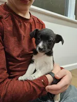 Luna, a female Jack Russell Terrier and Miniature Aussiedoodle for sale in Penn Yan, NY – Photo 1 of 8