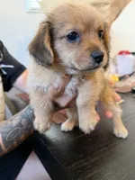 Girl, a male Yorkipoo and Shih Tzu for sale in Los Angeles, CA – 3 of 3