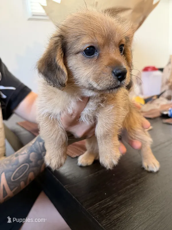 Girl – Yorkipoo, Shih Tzu puppy for sale in Los Angeles, CA