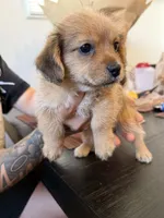 Girl, a male Yorkipoo and Shih Tzu for sale in Los Angeles, CA – 1 of 3