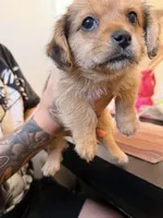 Girl, a male Yorkipoo and Shih Tzu for sale in Los Angeles, CA – 2 of 3