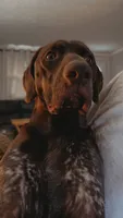 Obi, a male German Shorthaired Pointer for sale in Kingsport, TN – 4 of 9
