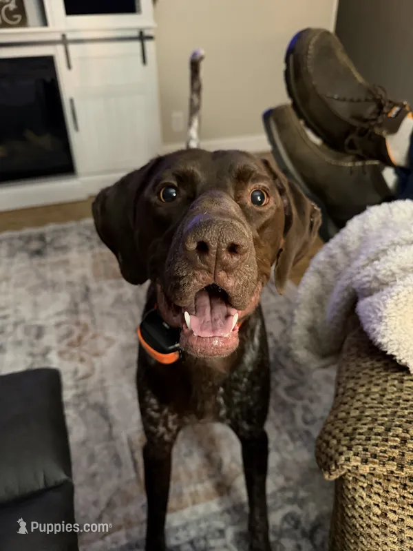 Obi – German Shorthaired Pointer puppy for sale in Kingsport, TN