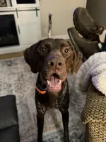 Obi, a male German Shorthaired Pointer for sale in Kingsport, TN – 1 of 9