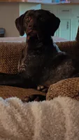 Obi, a male German Shorthaired Pointer for sale in Kingsport, TN – 7 of 9