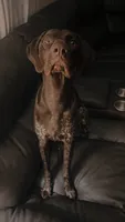 Obi, a male German Shorthaired Pointer for sale in Kingsport, TN – 2 of 9