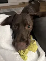 Obi, a male German Shorthaired Pointer for sale in Kingsport, TN – 9 of 9
