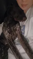 Obi, a male German Shorthaired Pointer for sale in Kingsport, TN – 6 of 9
