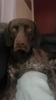 Obi, a male German Shorthaired Pointer for sale in Kingsport, TN – 5 of 9