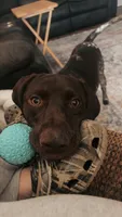 Obi, a male German Shorthaired Pointer for sale in Kingsport, TN – 3 of 9