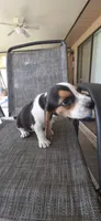 Beagle , a male Beagle for sale in Sebring, FL – 4 of 10