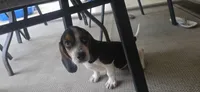 Papi, a male Beagle for sale in Sebring, FL – 7 of 8