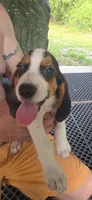 Papi, a male Beagle for sale in Sebring, FL – 6 of 8