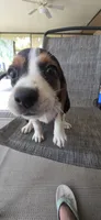 Beagle , a male Beagle for sale in Sebring, FL – 2 of 10