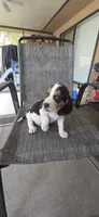 Beagle , a male Beagle for sale in Sebring, FL – 9 of 10