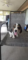 Beagle , a male Beagle for sale in Sebring, FL – 10 of 10