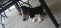 Papi, a male Beagle for sale in Sebring, FL – 4 of 8