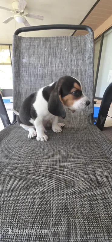 Beagle  – Beagle puppy for sale in Sebring, FL