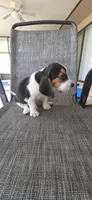 Beagle , a male Beagle for sale in Sebring, FL – 1 of 10