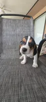 Beagle , a male Beagle for sale in Sebring, FL – 5 of 10