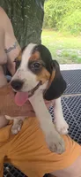 Papi, a male Beagle for sale in Sebring, FL – 2 of 8